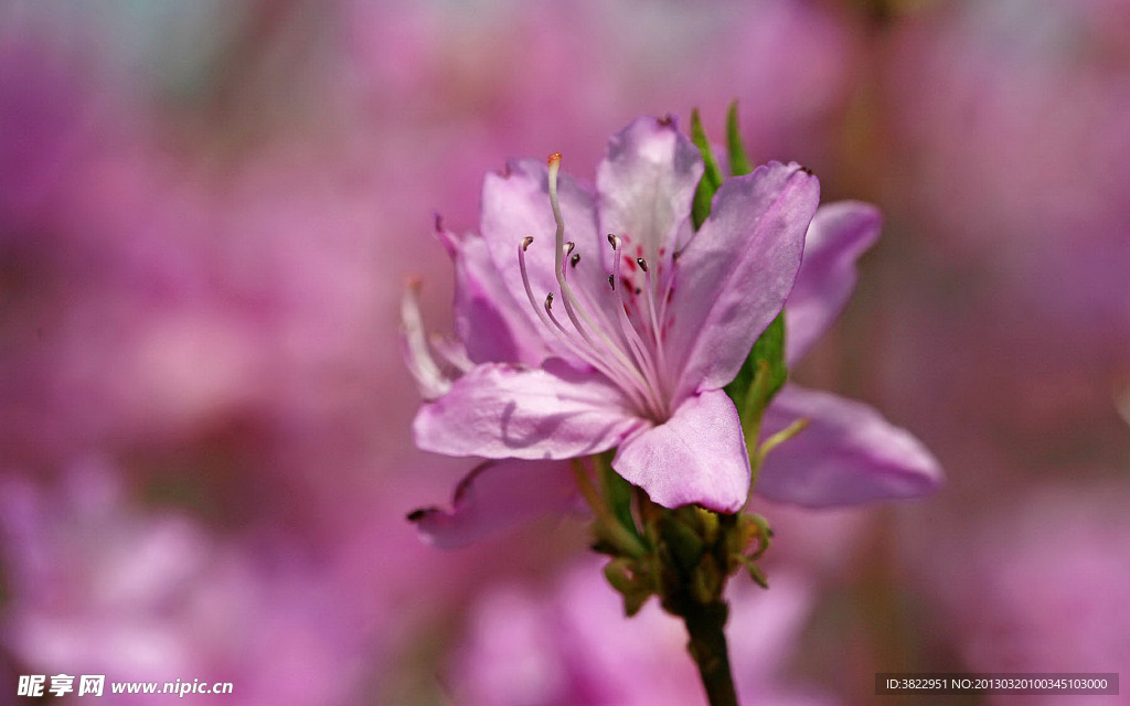 杜鹃花