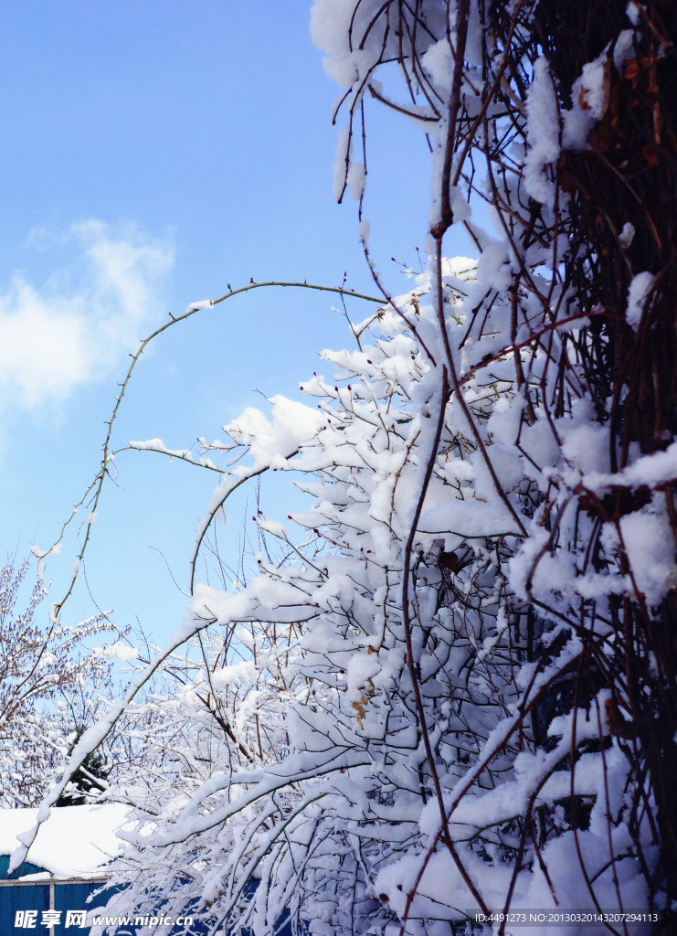 雪色 元大都