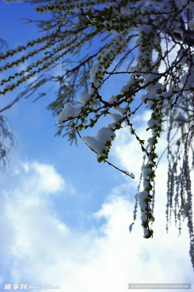 雪景