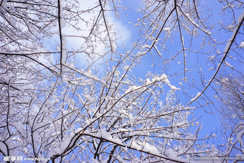 春雪
