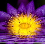 鲜花