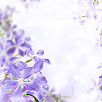 丁香花