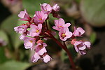 山花