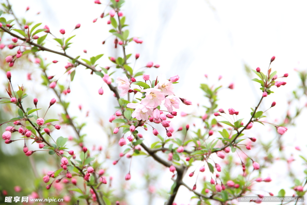 樱花