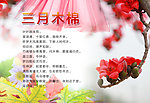 三月木棉