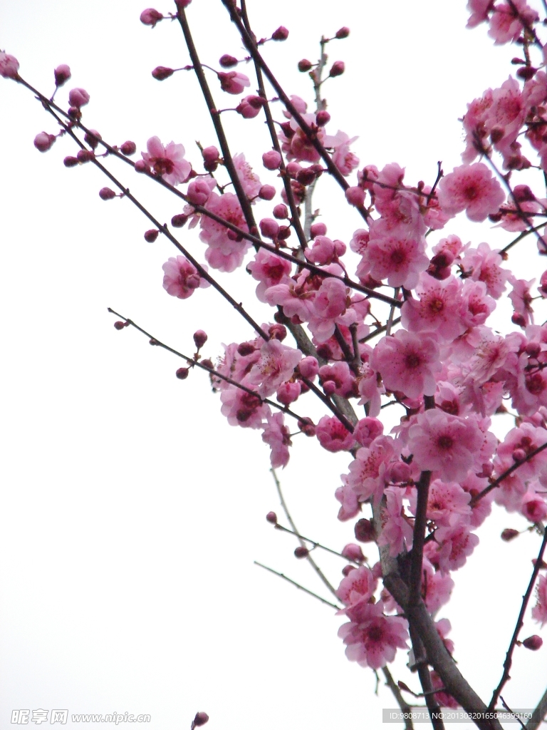 梅花