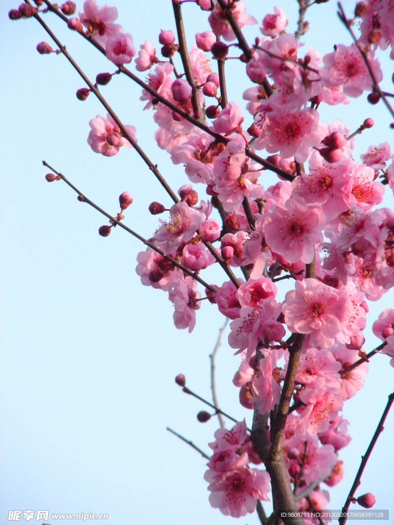 梅花