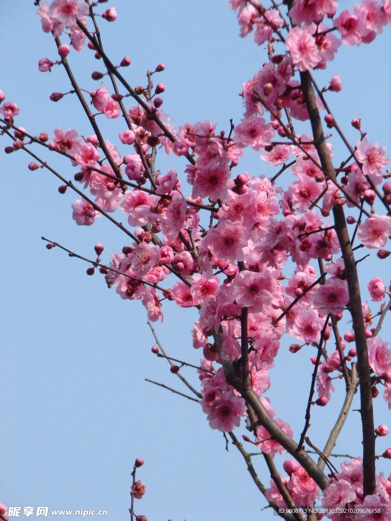 梅花