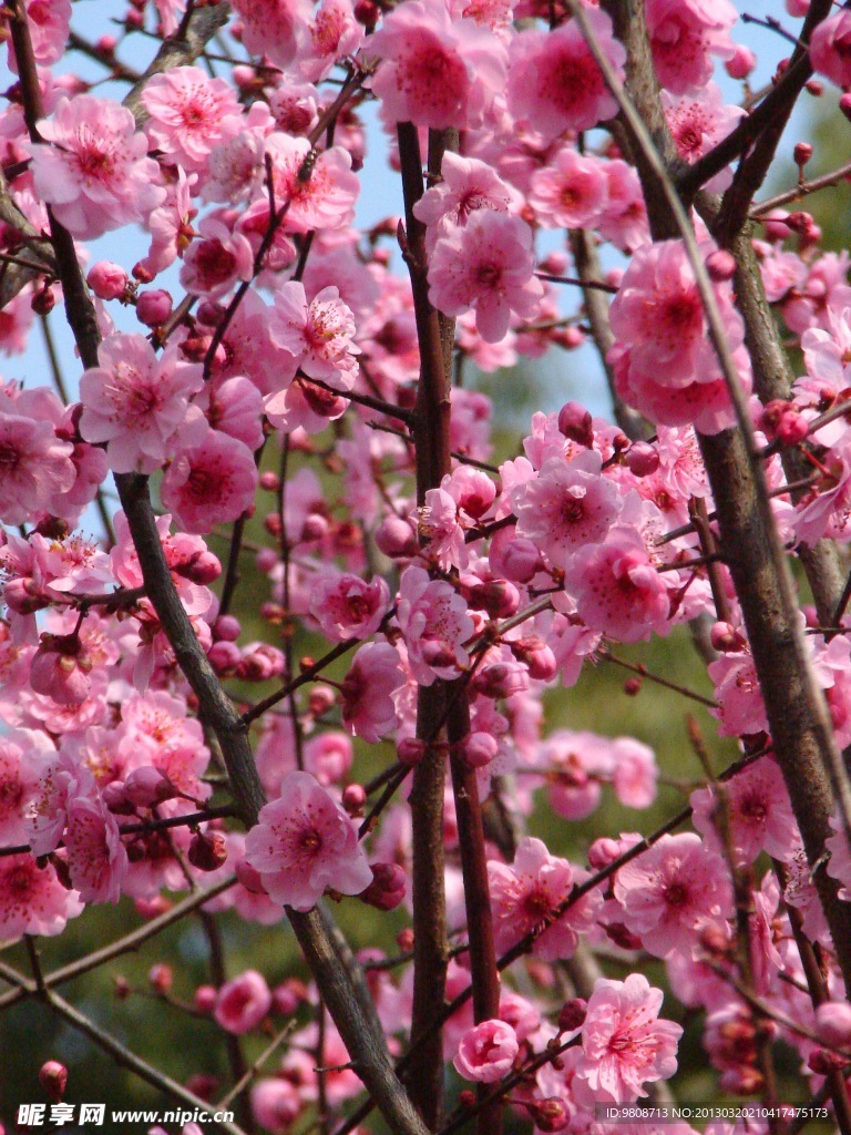 梅花