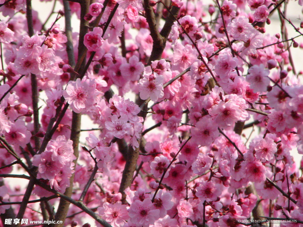 梅花