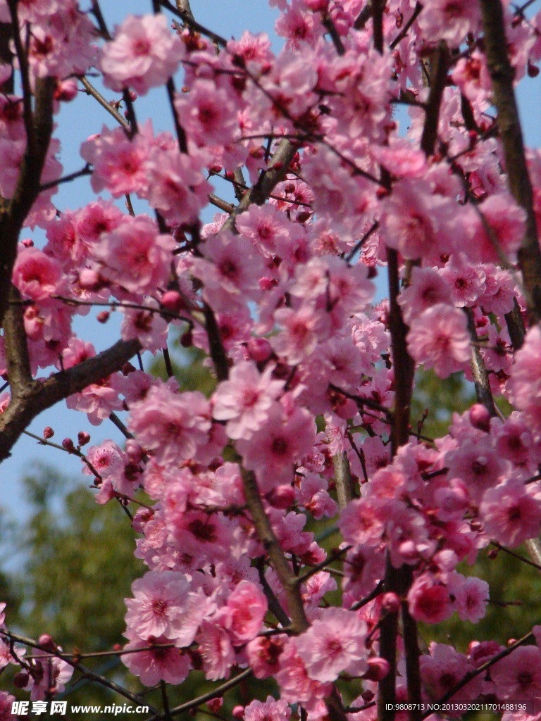 梅花