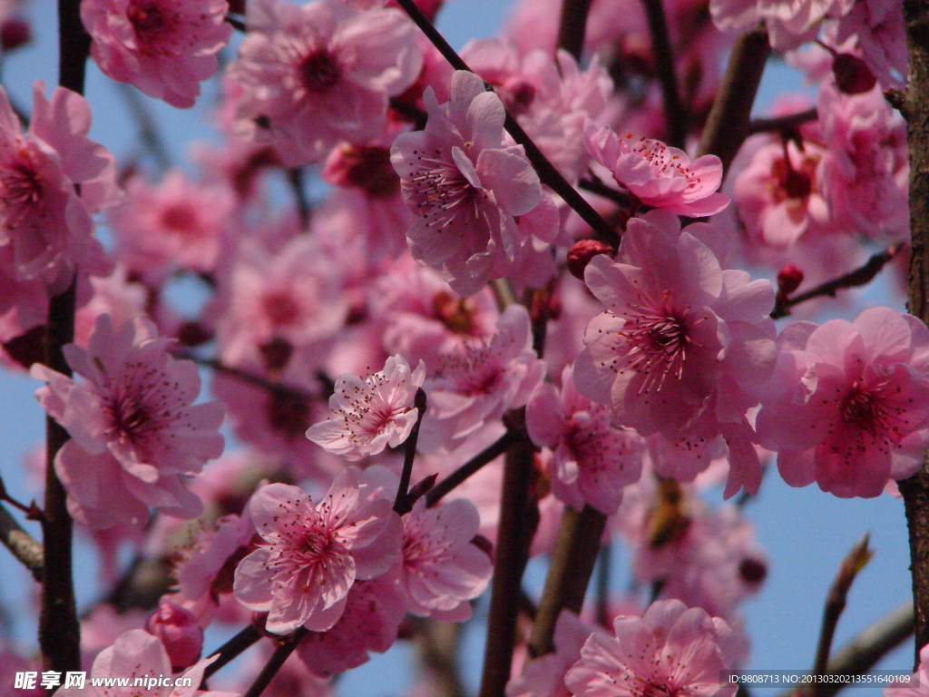 梅花