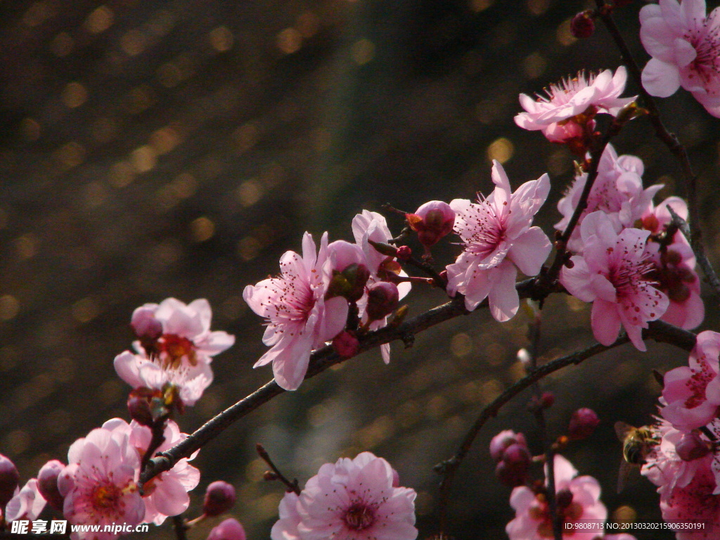 梅花