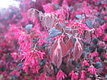 红花继木