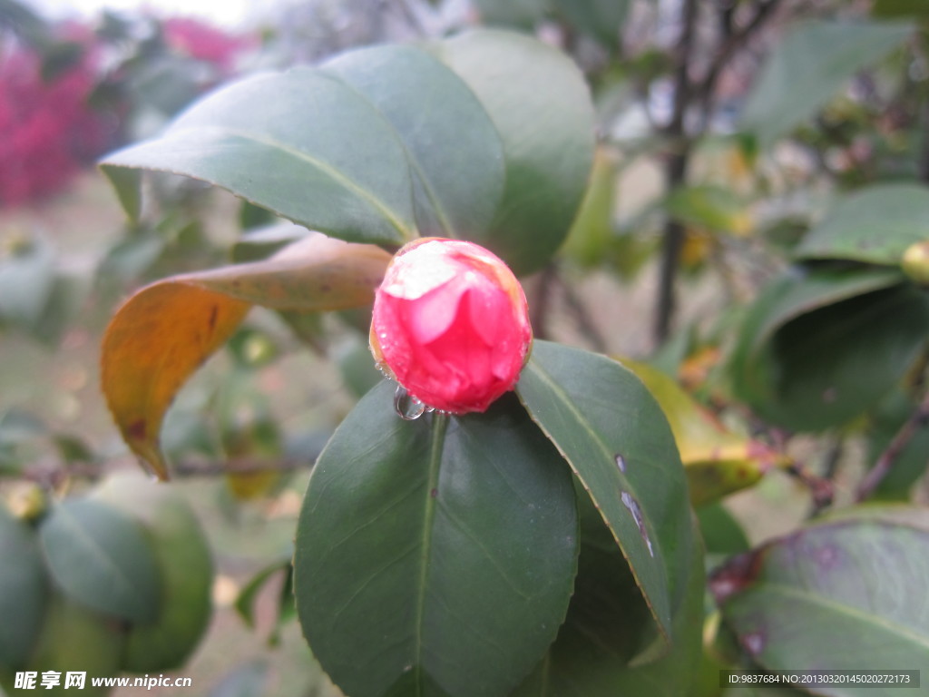 茶花 花苞