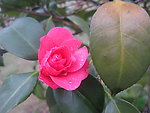 茶花