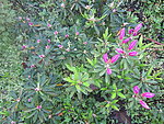 杜鹃花 映山红