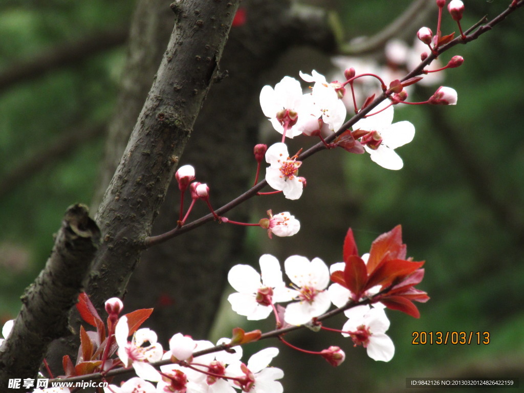桃花