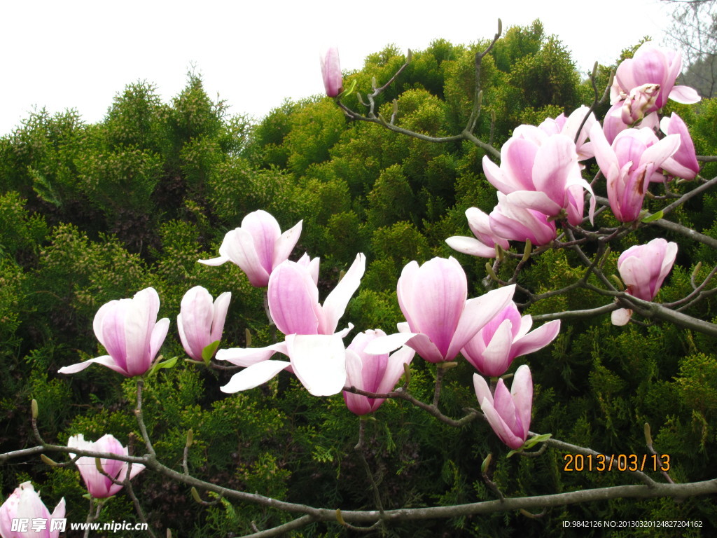 玉兰花