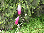 玉兰花