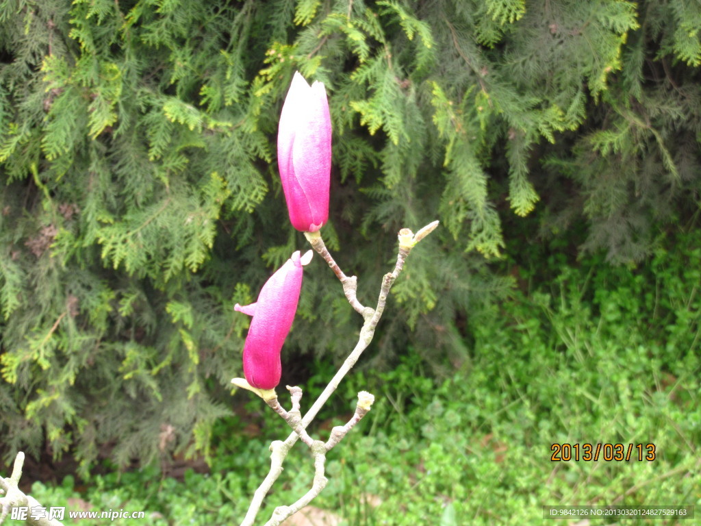 玉兰花