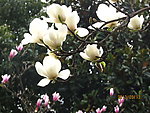 花开盛世
