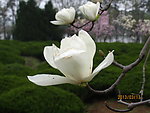 玉兰花