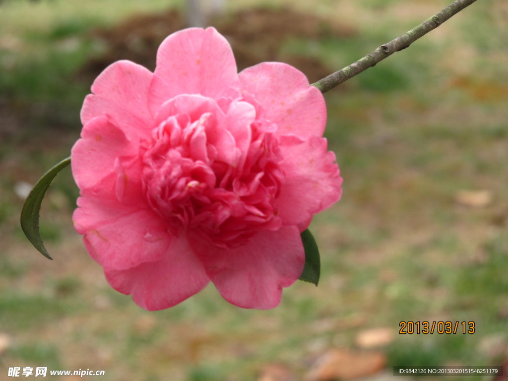 钗头花