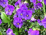紫色陌上花