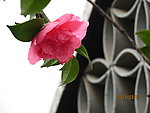 山茶花
