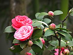 并蒂花开