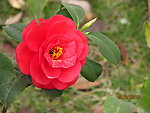 山茶花