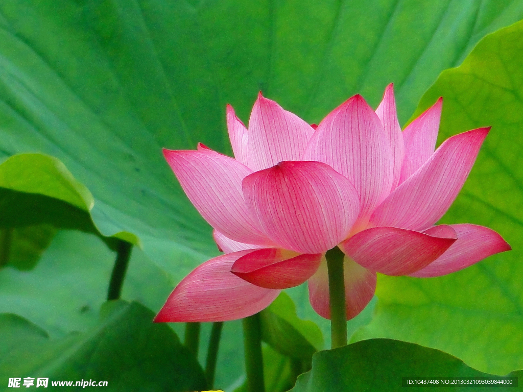 荷花