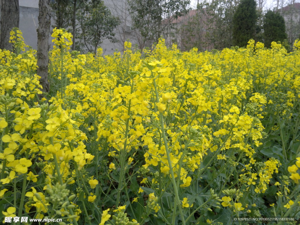 油菜花