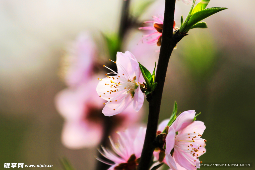 桃花