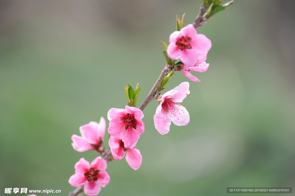 桃花