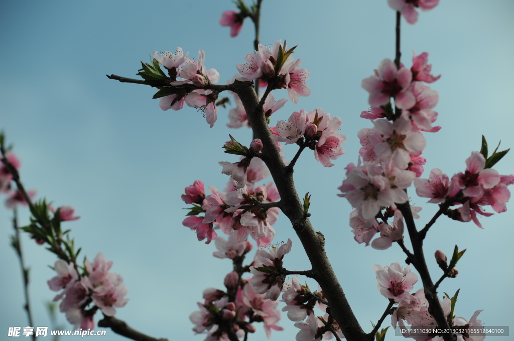 桃花
