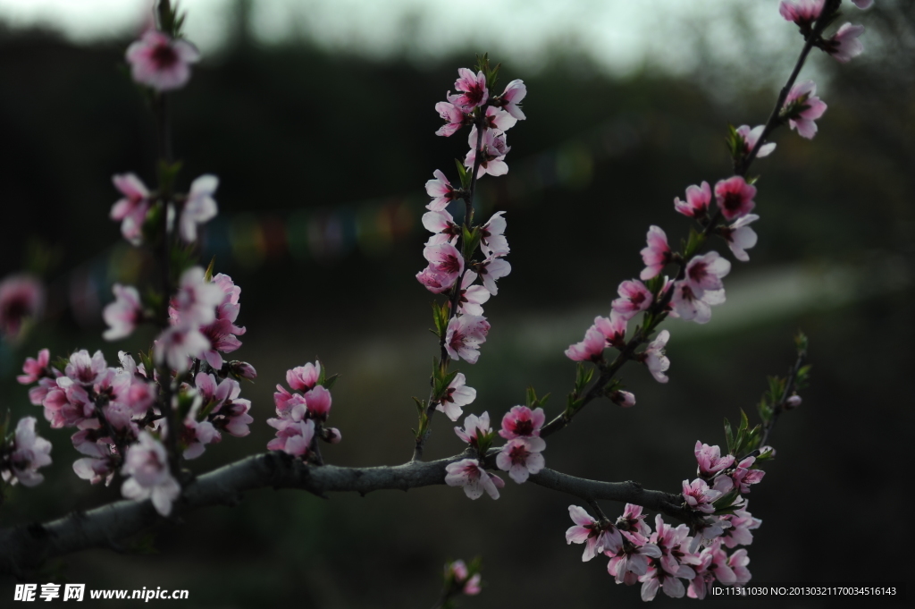 桃花