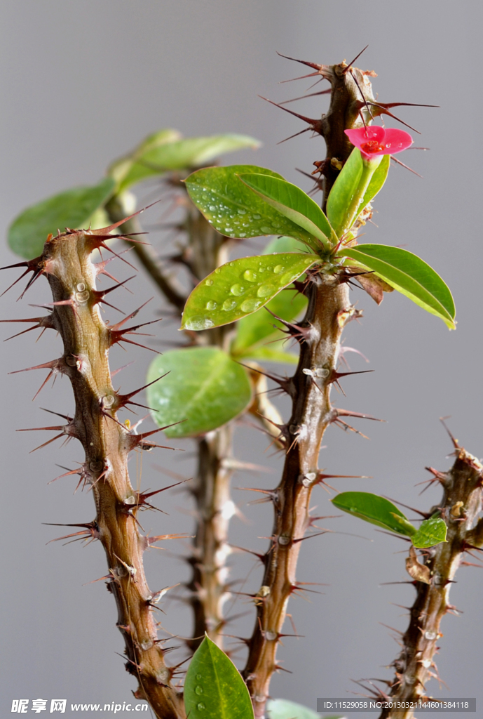 刺玫花儿