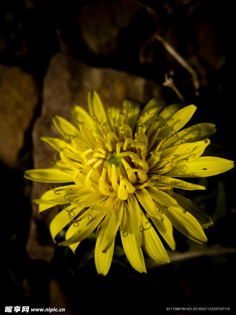 菊花