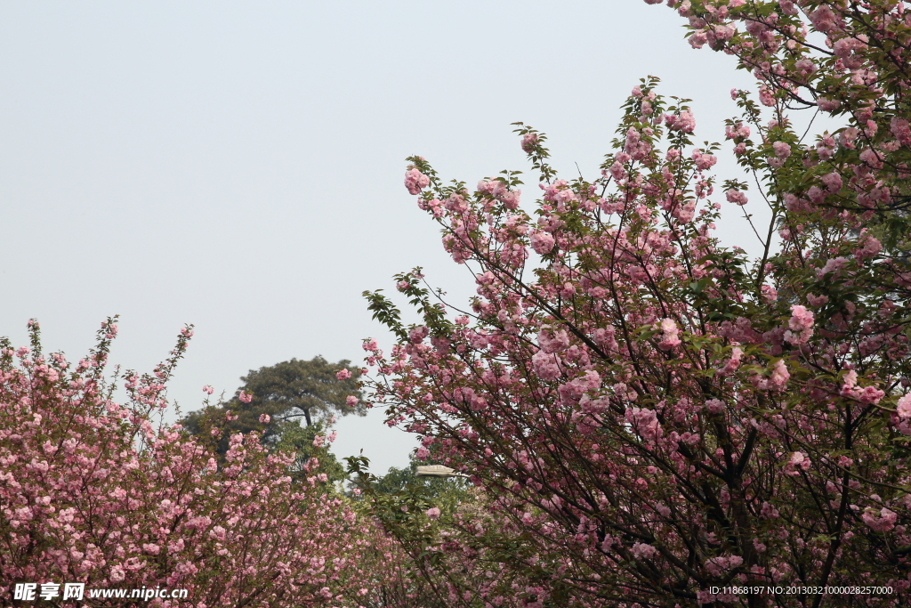 樱花
