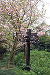 花团锦簇