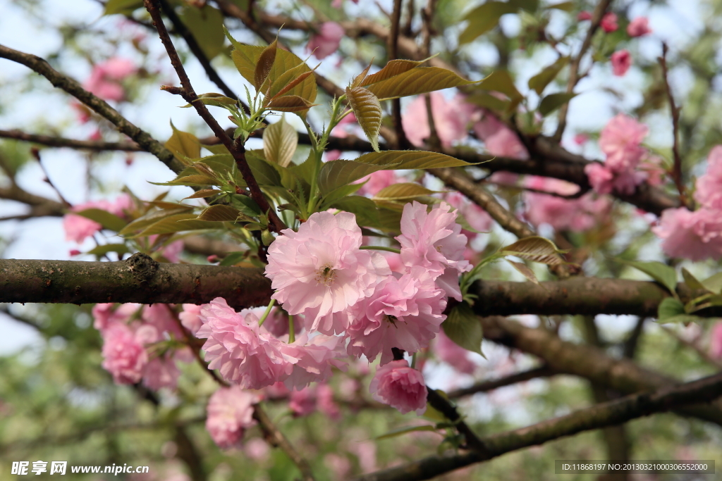 樱花