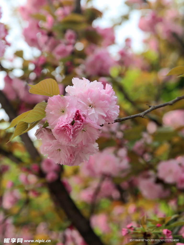 樱花