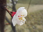 春花