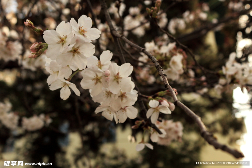 樱花