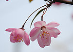 花卉摄影