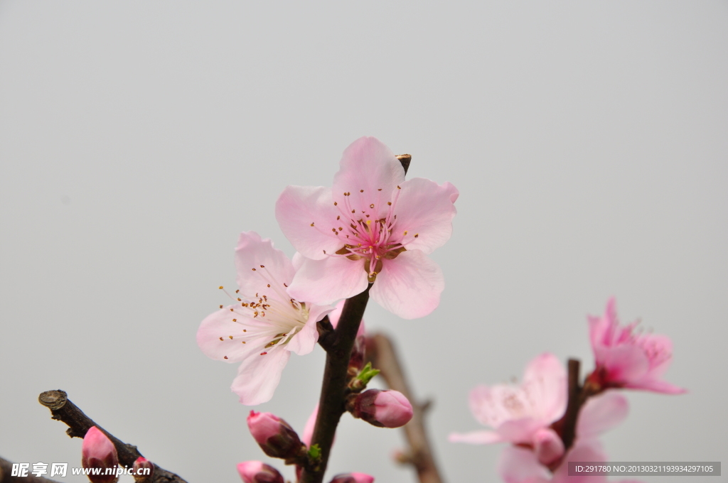 桃花