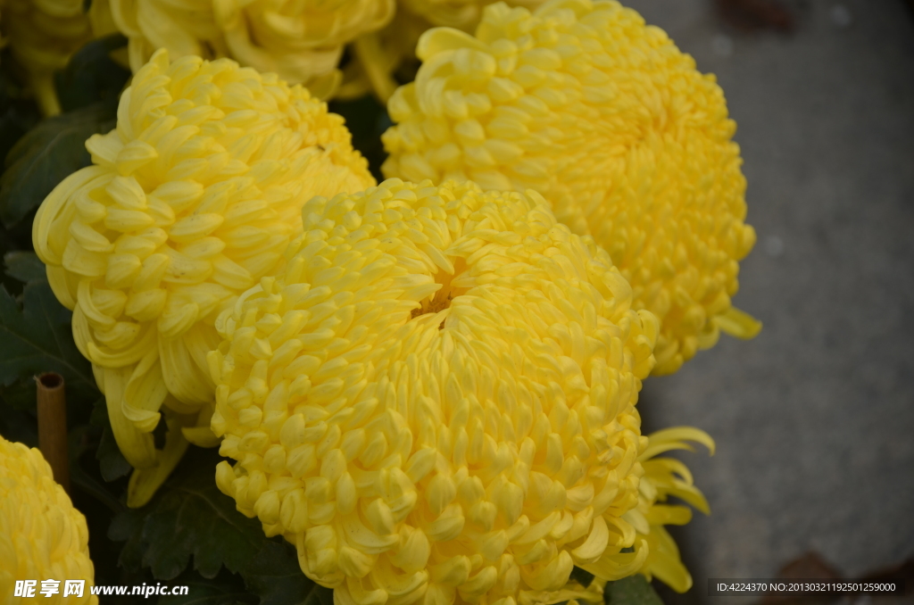 菊花