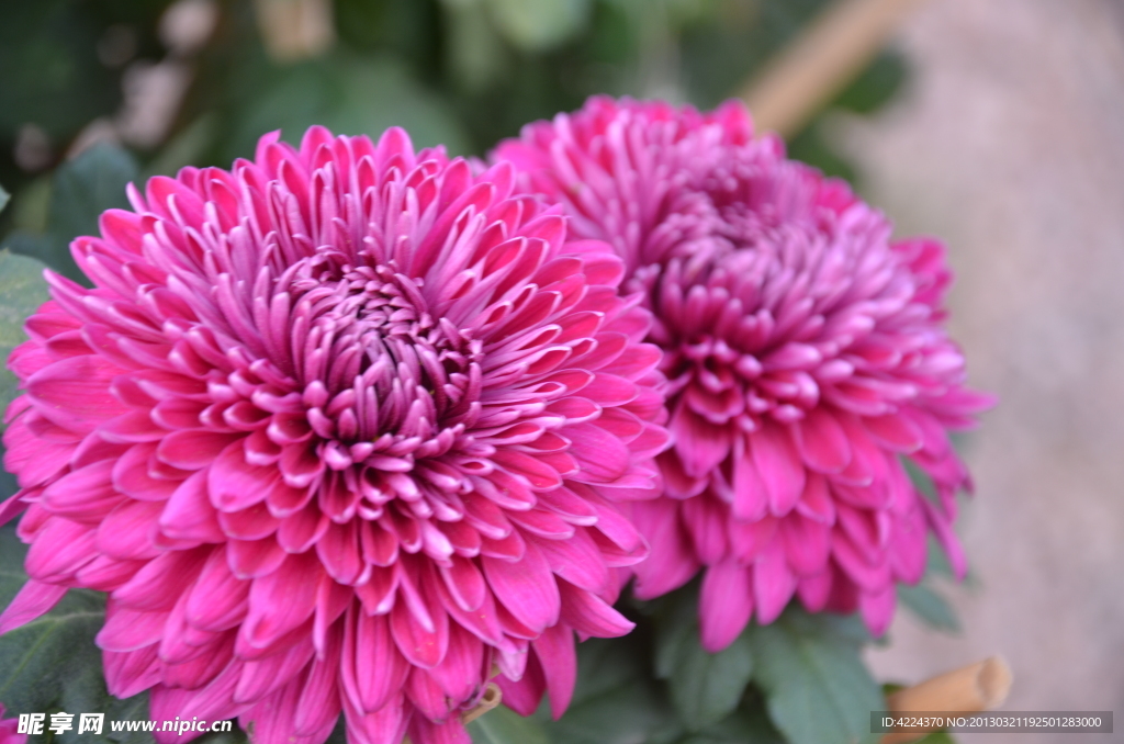 菊花